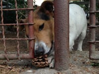 Apple nový iPad 3 recenzia