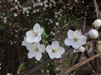 Apple nový iPad 3 recenzia