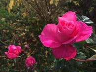 iPhone 5s fotografie