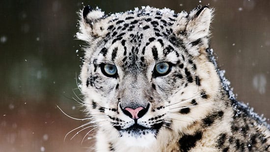 Snow Leopard